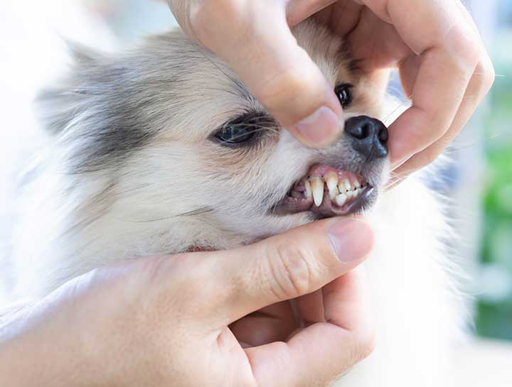 Skokie Pet Dentist